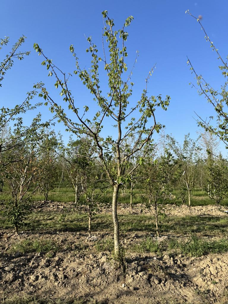 Prunus domestica 'Fellenberg'