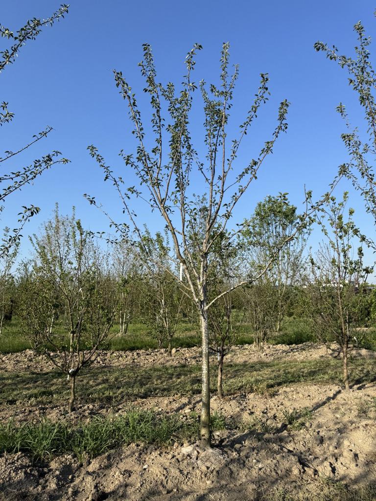 Prunus domestica 'Tegera'