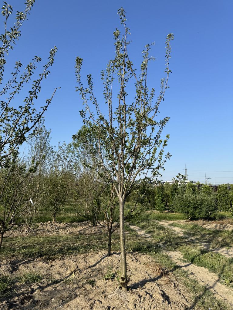 Prunus domestica 'Tegera'