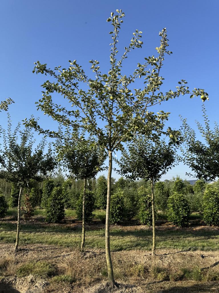 Malus domestica 'Schöner von Boskoop'