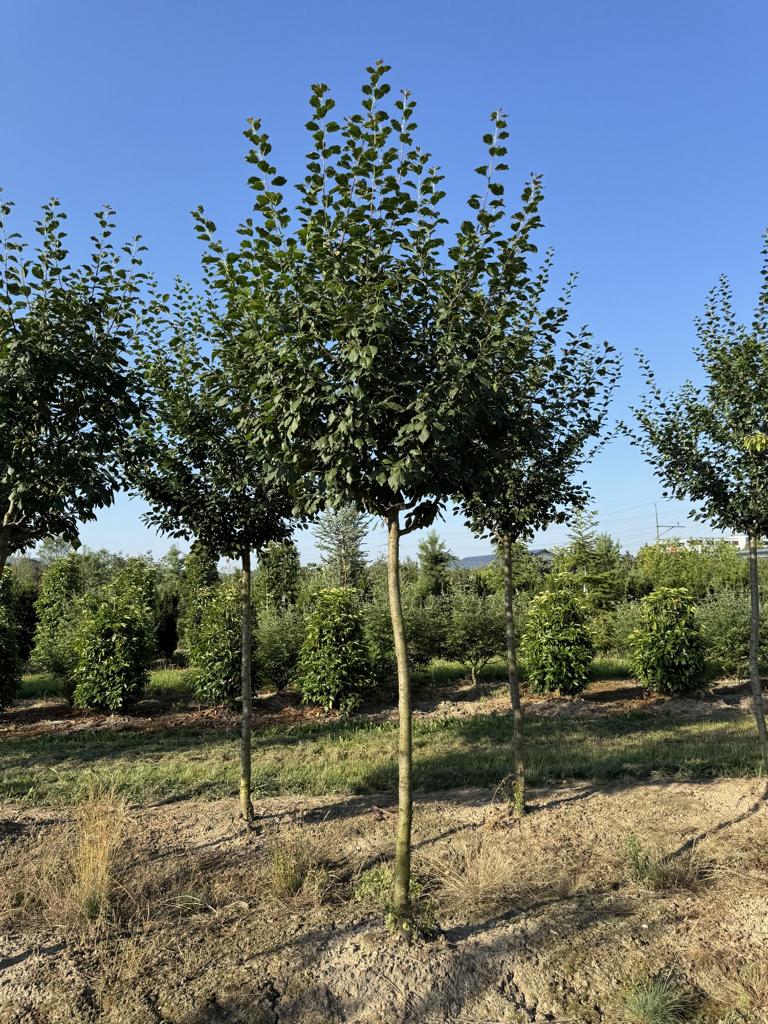 Prunus domestica 'Bühler Frühzwetschge'