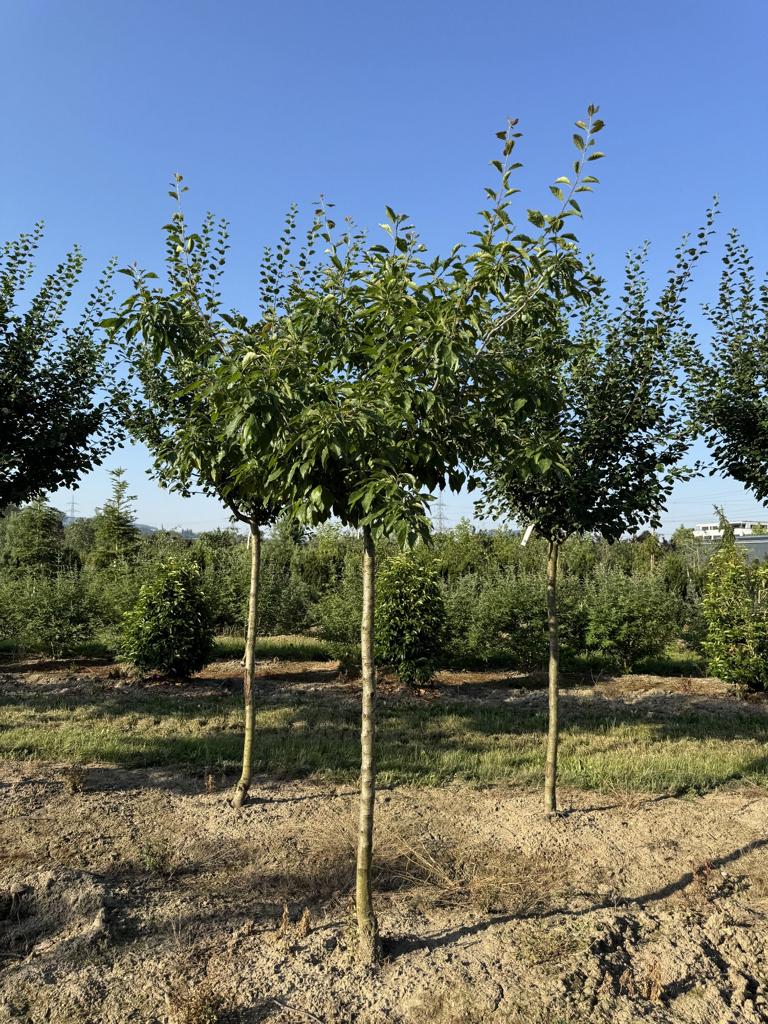 Prunus domestica 'Fellenberg'