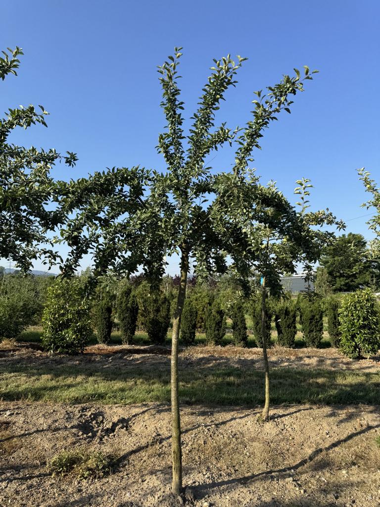 Prunus domestica 'Mirabelle de Nancy'