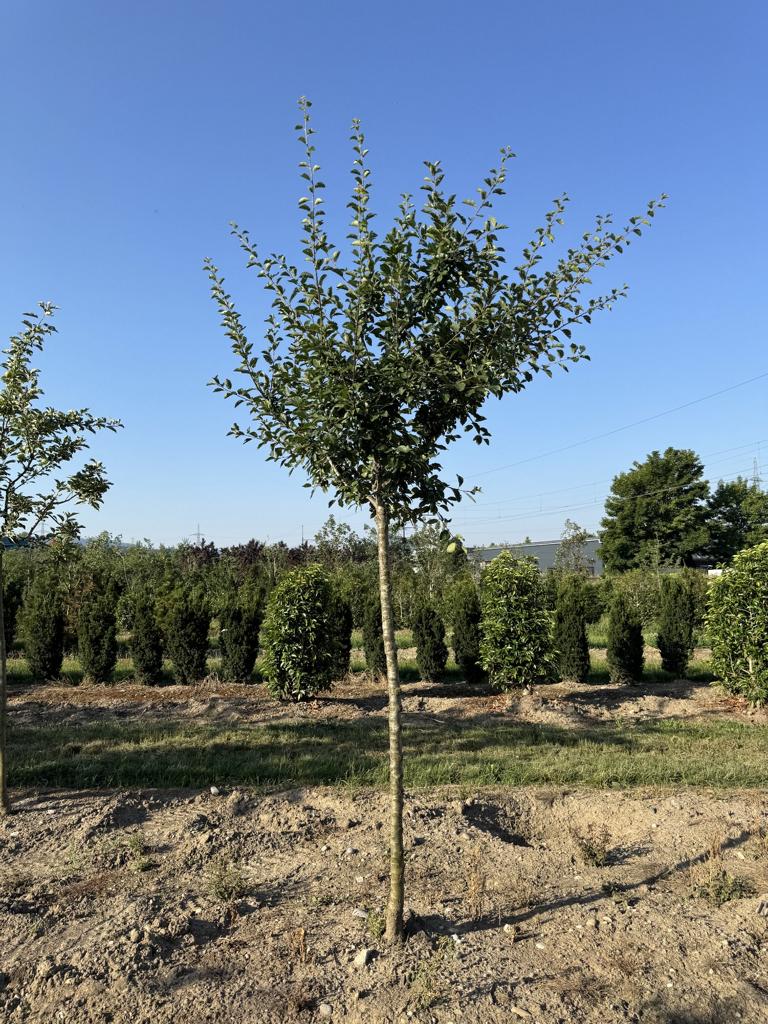 Prunus domestica 'Mirabelle de Nancy'