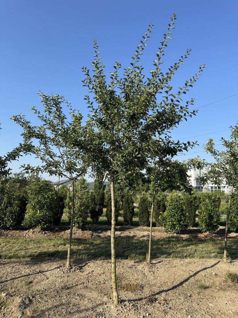 Prunus domestica 'Mirabelle de Nancy'