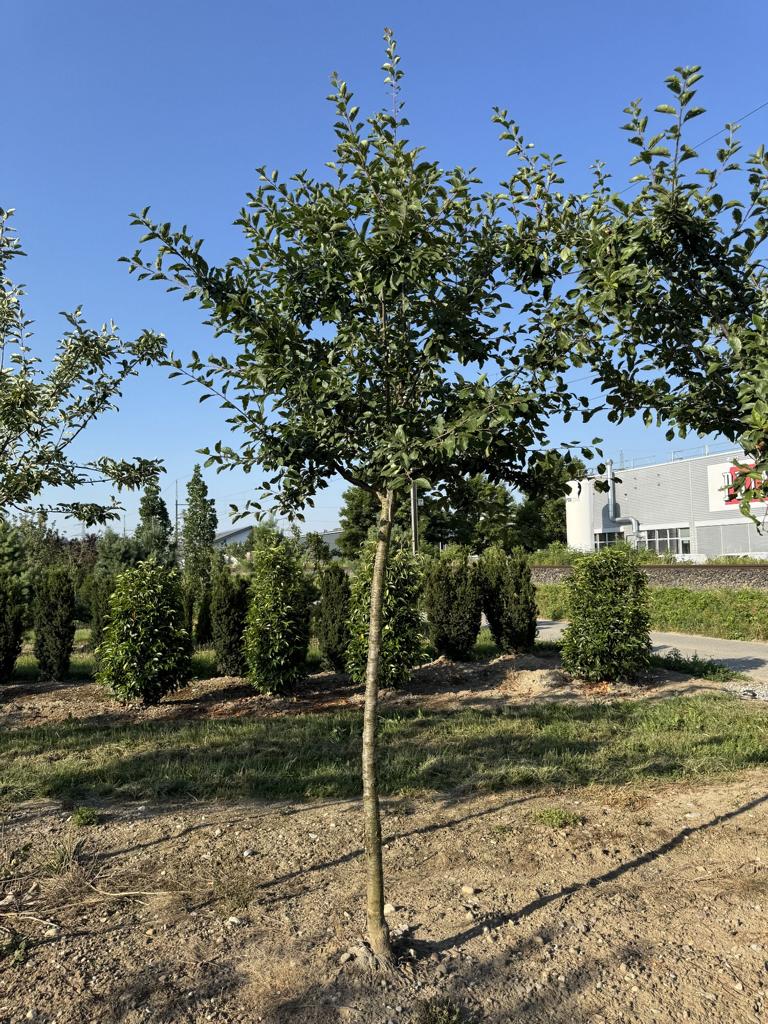 Prunus domestica 'Mirabelle de Nancy'