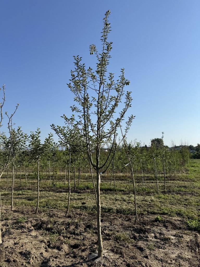 Malus domestica 'Berner Rosen'