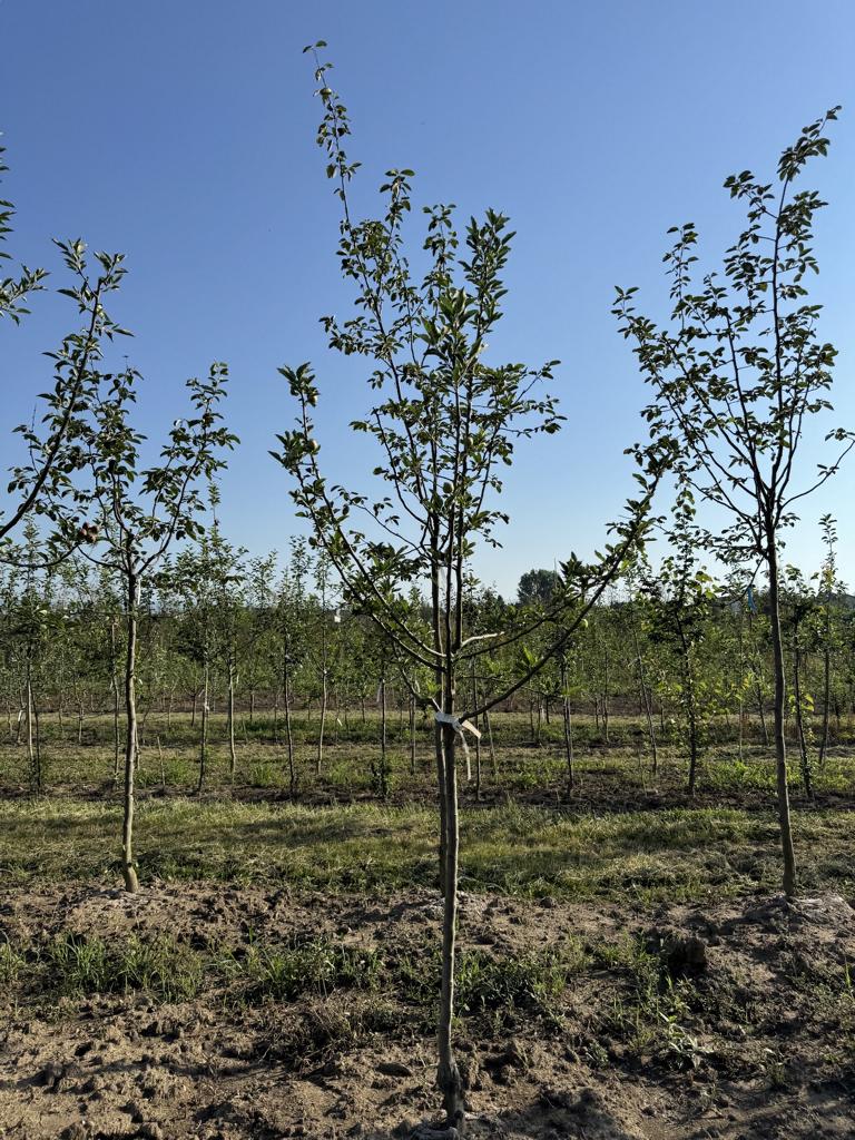 Malus domestica 'Galiwa'