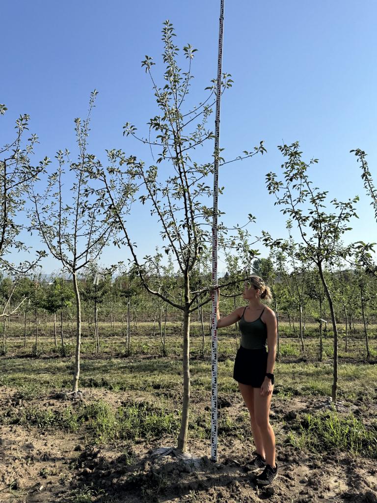 Malus domestica 'Gravensteiner'