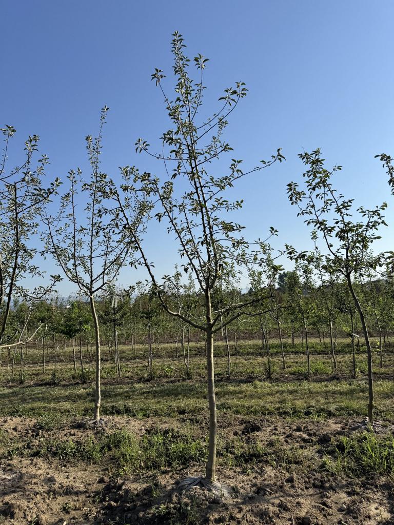 Malus domestica 'Gravensteiner'