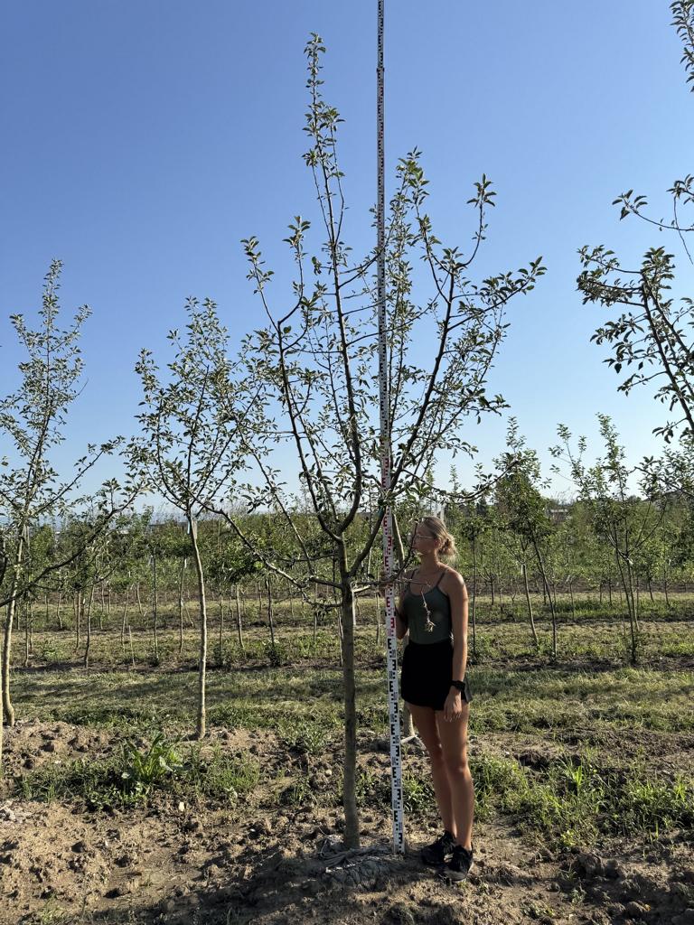 Malus domestica 'Gravensteiner'