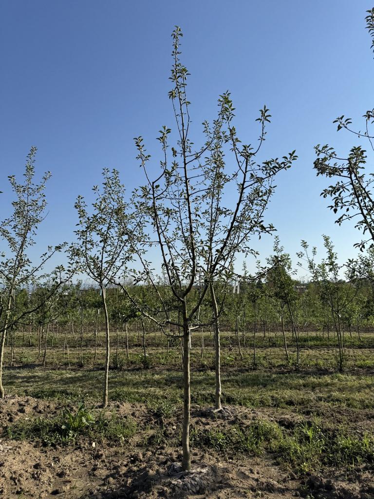 Malus domestica 'Gravensteiner'