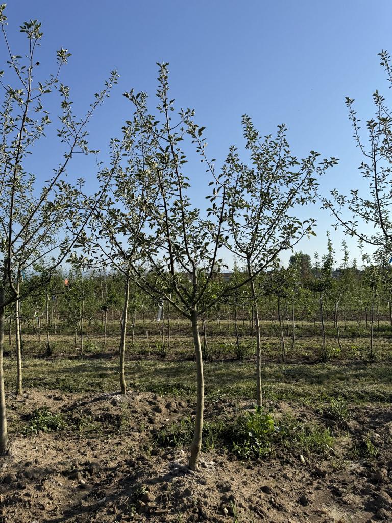 Malus domestica 'Schöner von Boskoop'