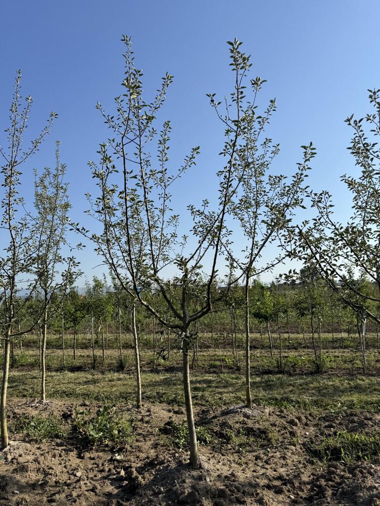 Malus domestica 'Schöner von Boskoop'
