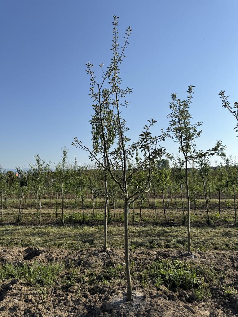 Malus domestica 'Schöner von Boskoop'