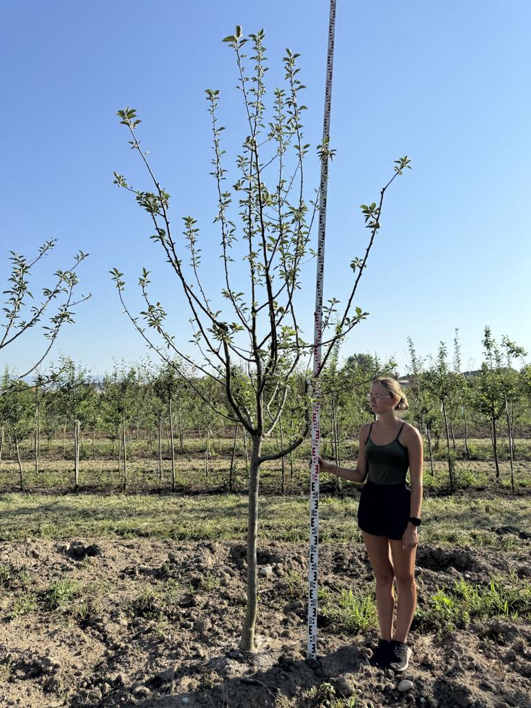 Malus domestica 'Spartan'