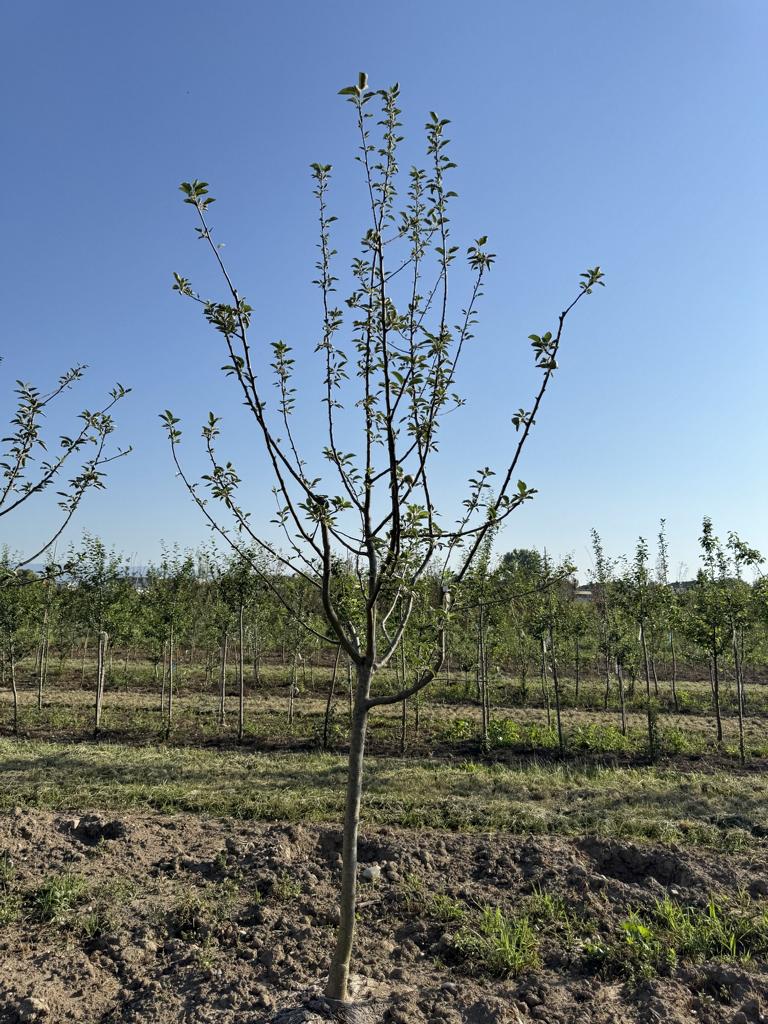 Malus domestica 'Spartan'