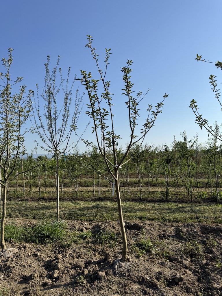 Malus domestica 'Spartan'