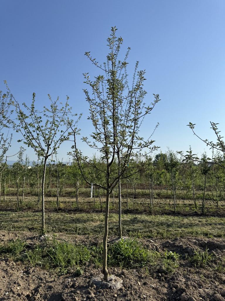 Malus domestica 'Idared'