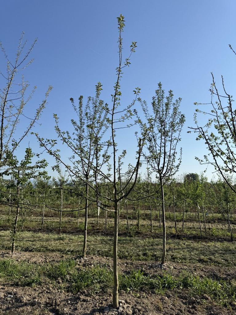 Malus domestica 'Florina' (Querina)