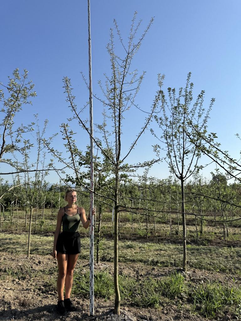 Malus domestica 'Maigold'