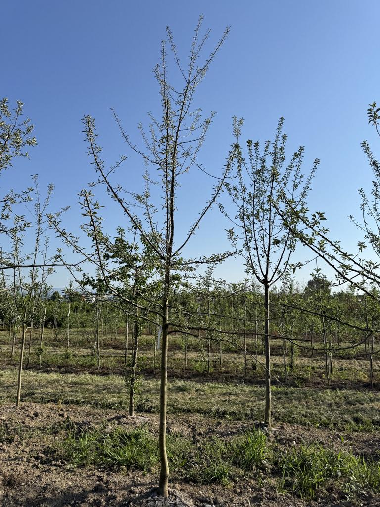 Malus domestica 'Maigold'