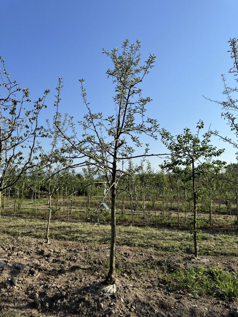 Malus domestica 'Rubinette'
