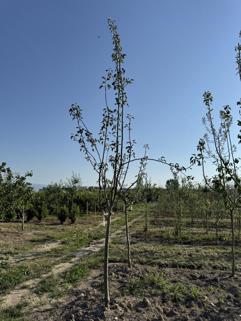 Pyrus communis 'Büschelibirne'