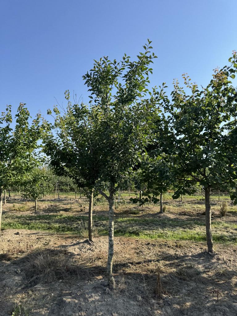 Prunus domestica 'Mirabelle de Nancy'