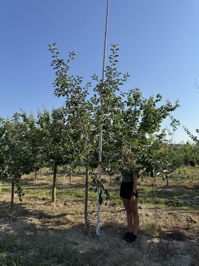 Malus domestica 'Gravensteiner'