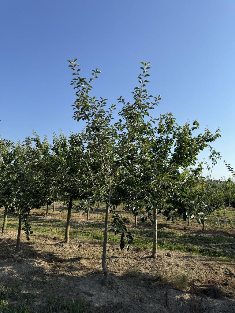 Malus domestica 'Gravensteiner'
