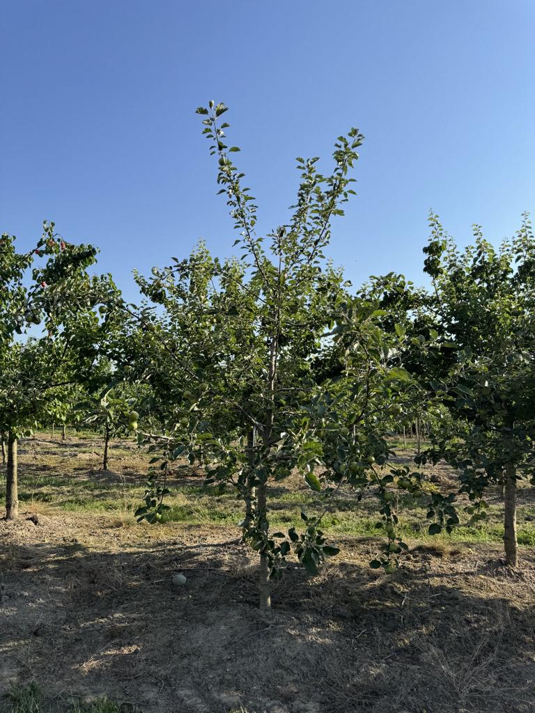Malus domestica 'Schöner von Boskoop'