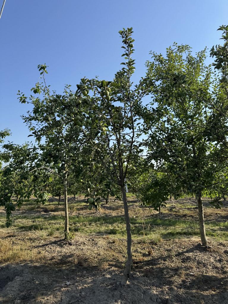 Malus domestica 'Berner Rosen'
