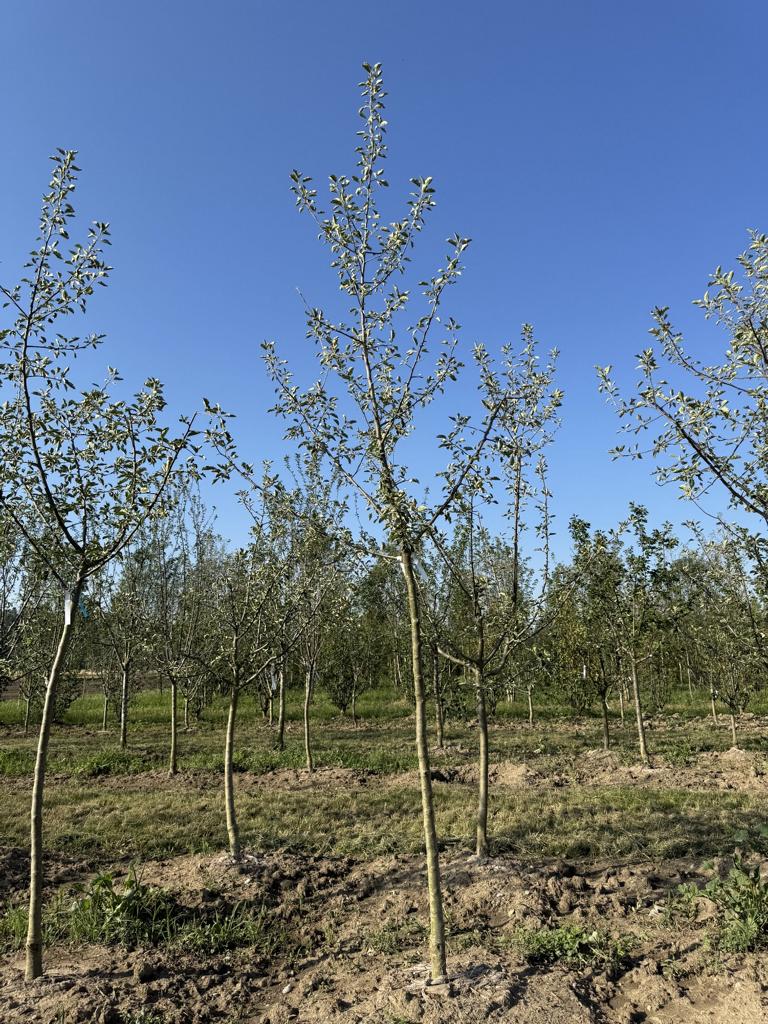 Malus domestica 'Schöner von Boskoop'