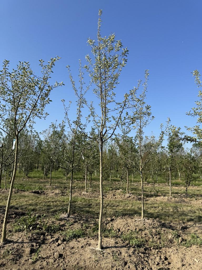 Malus domestica 'Royal Gala'