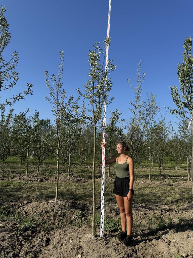 Malus domestica 'Idared'