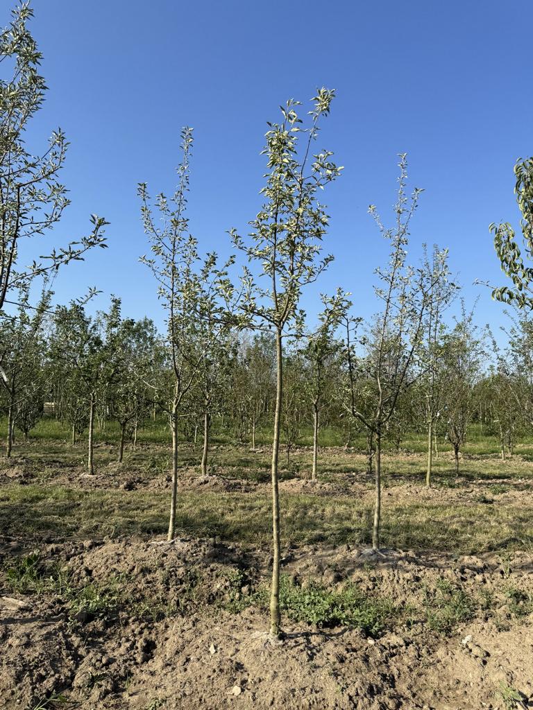 Malus domestica 'Idared'