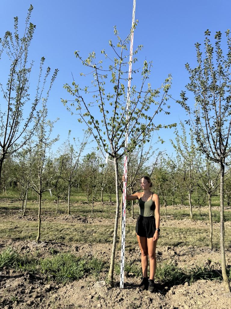 Prunus domestica 'Fellenberg'
