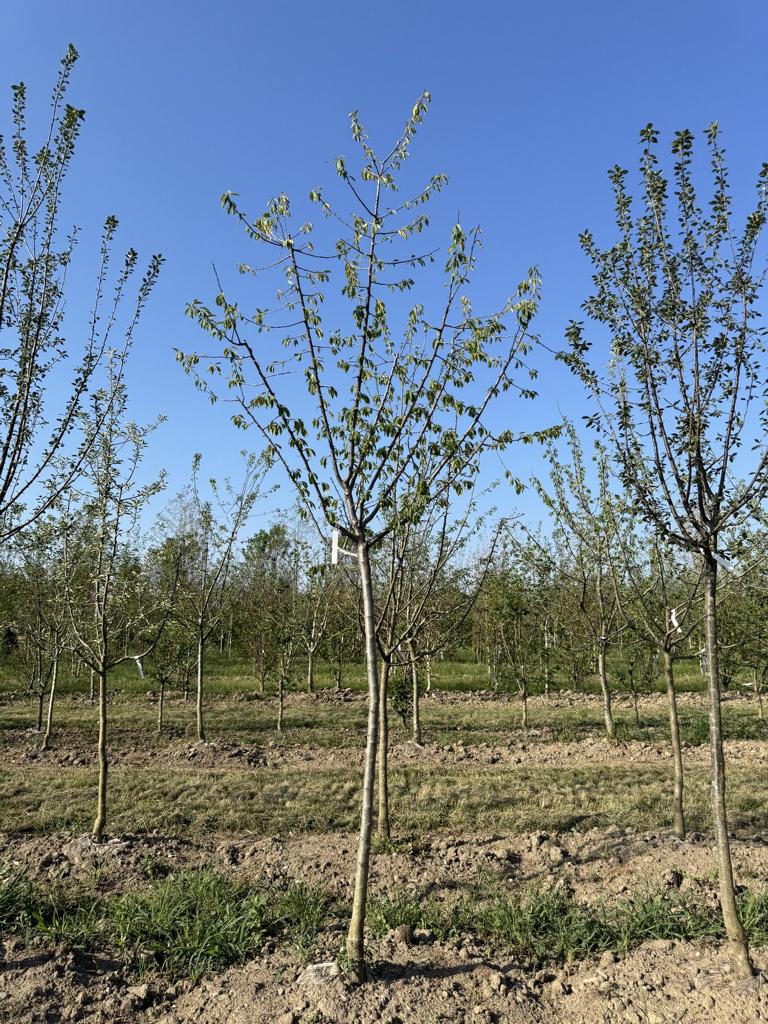 Prunus domestica 'Fellenberg'