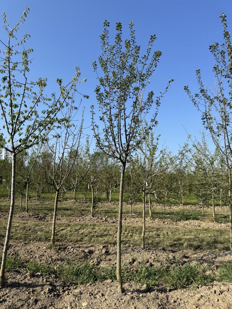 Prunus domestica 'Bühler Frühzwetschge'