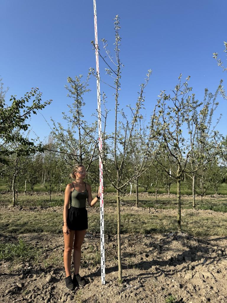 Malus domestica 'Primerouge'