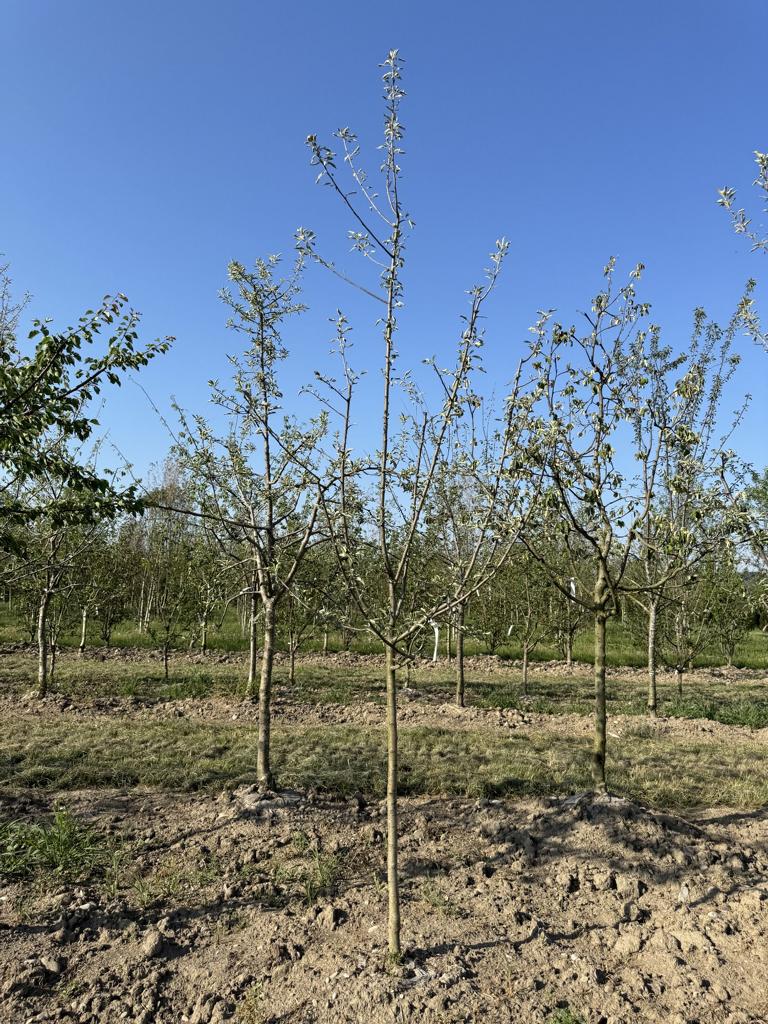 Malus domestica 'Primerouge'