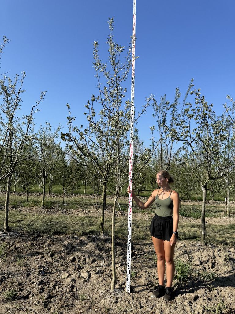Malus domestica 'Jonagold'