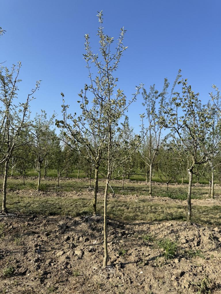 Malus domestica 'Jonagold'