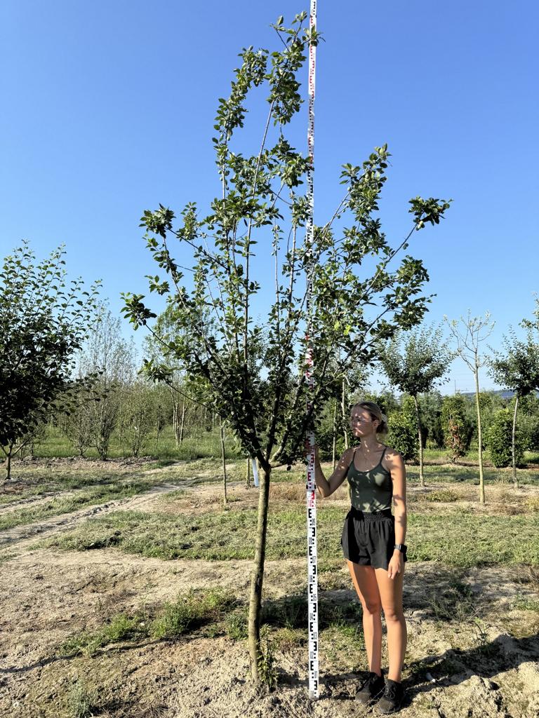 Prunus domestica 'Damassine'