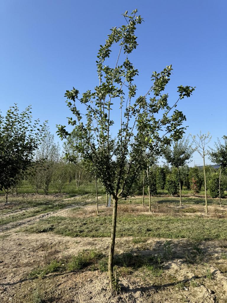 Prunus domestica 'Damassine'