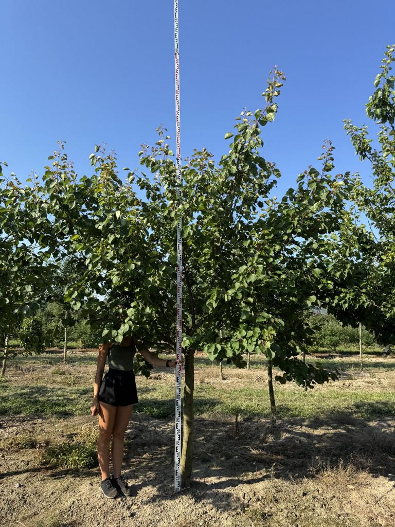 Prunus armeniaca 'Luizet'