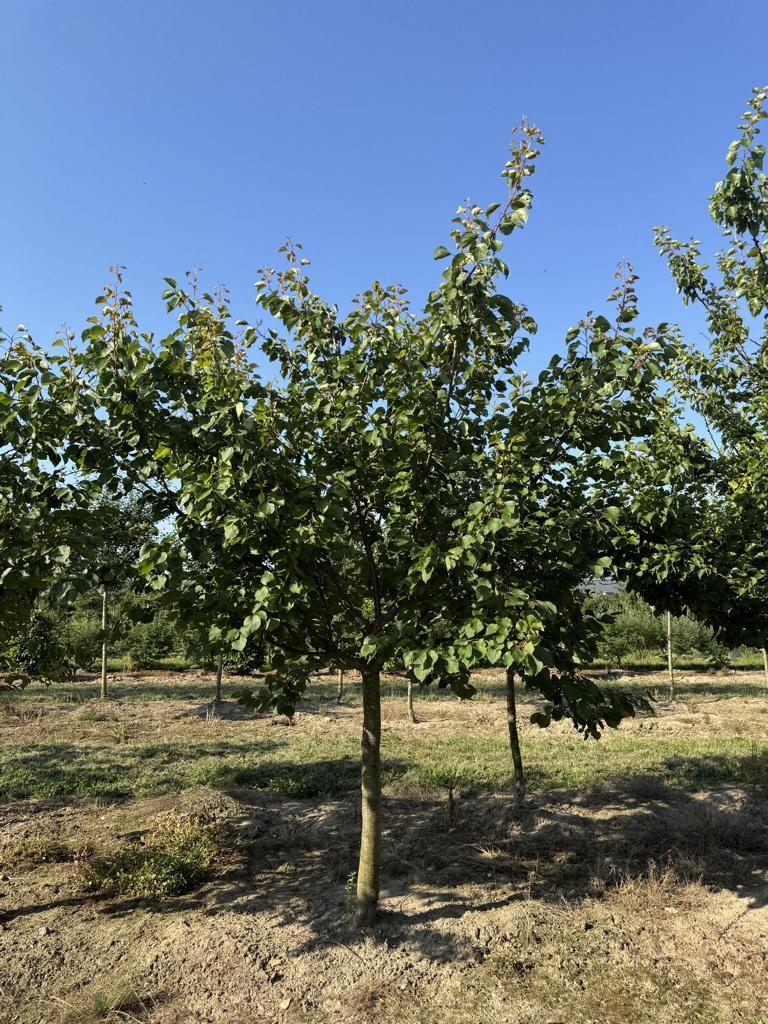 Prunus armeniaca 'Luizet'