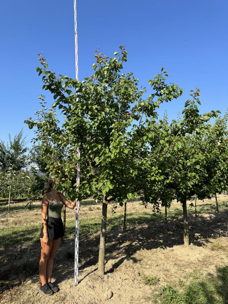 Prunus armeniaca 'Luizet'