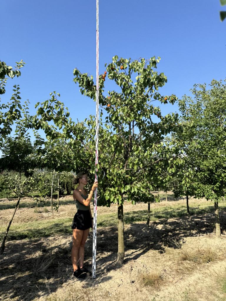 Prunus armeniaca 'Goldrich'
